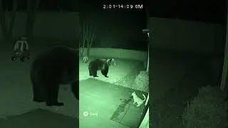 Heroic Cat Saves Child from Bear Attack in Backyard | Real CCTV Footage #HeroCat #Bravery #CCTV #AI