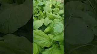 malaysia ko gaauma arganikrayo sag #lbrai #youtubevideo #youtubeshorts #trendingshorts