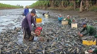 Đi kích cá gặp 2 kích thủ lên hàng khủng liên tục trong vuông sen | kích cá