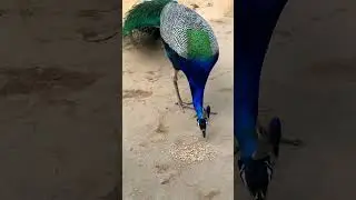 🦚🦚OMG So beautiful peacock🦚🦚#peacock #viral #live #like #peacockbass