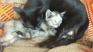 Indian Cat | Kitten best scenes with her Mom. Cat LOVERS.