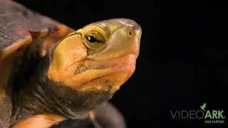 An endangered Ryukyu box turtle (Cuora flavomarginata evelynae) at the Turtle Survival Center.