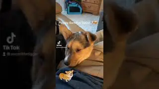 Floppy ears! #corgi #cute #doggo