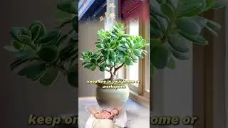 Here is 6 feng shui plants to boost good fortune! #fengshuitips #fengshuilifestyle #luckyplants