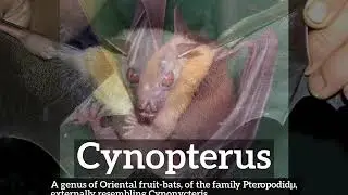 How to Say Cynopterus in English? | What is Cynopterus? | How Does Cynopterus Look?