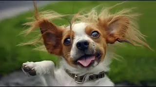 How Dogs Hear Ultrasonic Sounds: Incredible Insights Revealed!