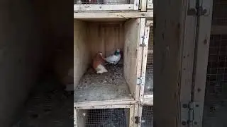 pigeon fight 👿👿👿👿