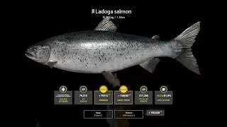 Ladoga salmon trophy on new map!!!