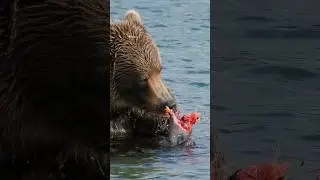Brown Bear Eating Salmon  Wincent   7If5h #bear #nature #wildlife