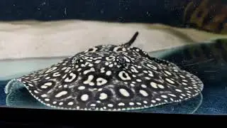 Potamotrygon hybrid (Leopoldi 