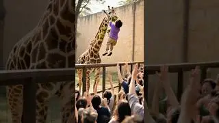 AMAZING RESCUE! GIRAFFE SAVES CHILD FROM DANGEROUS FALL! #giraffe #zoo #rescue #animal 🦒