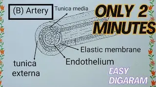 Structure of #artery ll full name Digaram ll easy and simple digaram