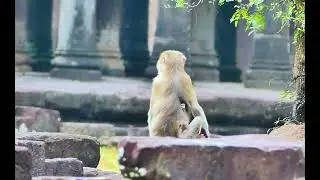 Brutal video shows Rojo viciously attacking Cherry, a new abandoned baby monkey