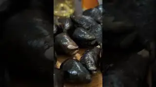 Fresh Maine mussels steamed in Treasure Kolsch beer from Walking Tree Brewery in Vero Beach Fl.