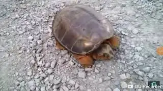 Tortuga que asusta