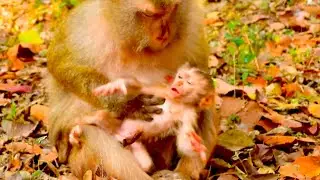 A Rare Moment, Monkey Brianna Welcomes a Special Newborn Baby