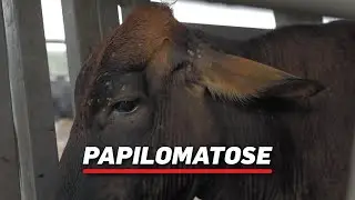 Caso de Sucesso 352 | Conhecendo a Papilomatose Bovina