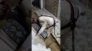 Jaweb Nihari Heaviest And Beauty full Bull | Imran Pets Info #short