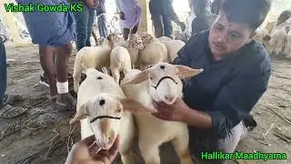 Bandur sheeps | #topquality #sheepfarming #agriculture #bandursheep #viralshorts #vishakbrand