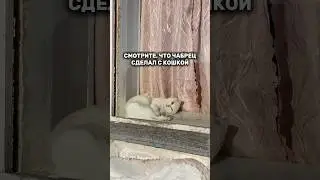 Ушные капли,которые уберегут уши вашего питомца артикул: #WW136726 &mdash; копируй и вставляй на WB и Ozon