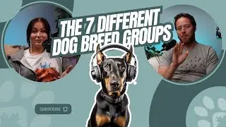A Brief Guide to Understanding Dog Breed Groups