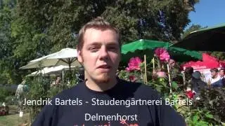 Gärtnerei Bartels   Hibiskus-Stauden
