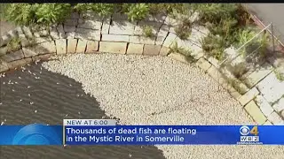 Thousands Of Dead Fish Pile Up Along Mystic River Shores Near Everett, Somerville