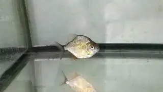 baby pristobrycon striolatus
