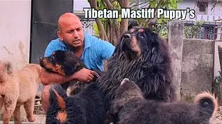Tibetan Mastiff Dog | शेर जैसे कुत्ते | Original Tibetan Mastiff Puppy |