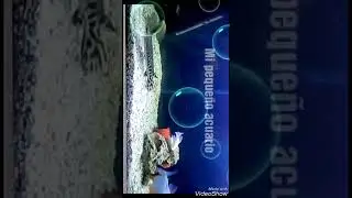 Pacu , tinfoil ,pangasius, &Oacute;scar albino