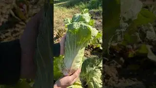 Asmr Harvesting Pan Di Zucchero Salad🥬🌱✂️ #asmr #salad #insalata #salads #gardening #green #veggie