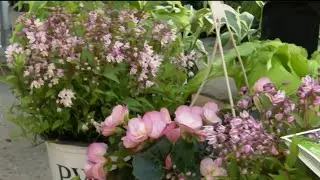 LITD Eastern Market Flowers