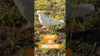 Cocky demolishes flowers #birds #australia #nature #cockatoo