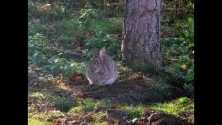 Pest or Pet: the European Rabbit