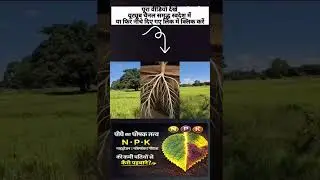 पौधे के पोषक तत्व फास्फोरस #farming #khetibadi #agriculture #खेती #npk #खेत #ट्रेंडिंग