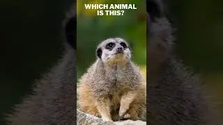 So Adorable! Which Animal is this? #shorts