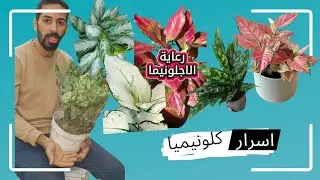 كل ما تحتاجه عن الأجلونيما/Aglaonema / العناية / تكاثر /تسميد /الإضاءة كل ما تحتاجه عن 