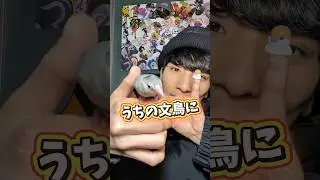 【文鳥グッズ】運動神経の確認に使えるね #ガチャ #ガシャポン #gacha #short #shorts #gachagacha #ガチャガチャ #がちゃ #開封動画 #開封 #ガチャ動画 #文鳥