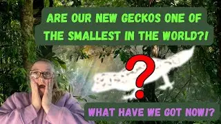 Are Our Newest Geckos The Smallest In The World?! - Carrot Tailed Viper Geckos Tank Set Up!