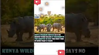 #shorts#kenya#wildlife#japan#truelove#Iraq