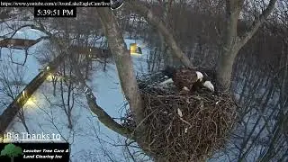 Avon Lake Eagle Cam: 2026.01.11 Bonding and pancake.