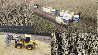 Silage Chopping and Carting Maize with Claas Jaguar 950 + JCB
