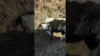 YAK 🐂 Sound #animalworld #animalshorts #animallovers #natureworld #youtubeshorts #animalsoud #shorts