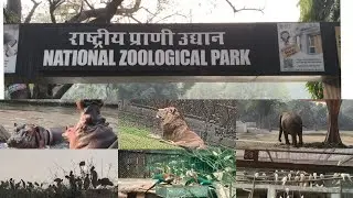 Zoo #delhi #tourism #trending #viral #zoo #tourism #india #2026 #animals #happynewyear2026 #birds