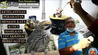 PUSAT PENANGKARAN BURUNG CUCAK RAWA BALIKPAPAN || BERBAGI ILMU MELALUI WEB GRD CUCAK RAWA