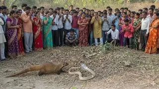 सांप और नेवला का लड़ाई देखे 😱😱। बहुत लोग आ गया 