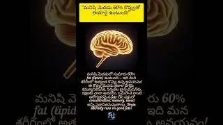 #BrainFacts #HumanBrain #BrainFat #BrainScience #ScienceFacts #ScienceFactsTelugu #TeluguFacts