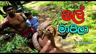 Forsten's Cat snake ( Le Mapila )