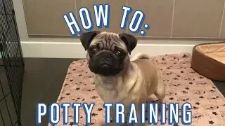Potty Training A Pug Puppy | Our Experience
