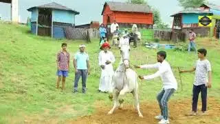 Satish nainwal hariyanvi horse dans